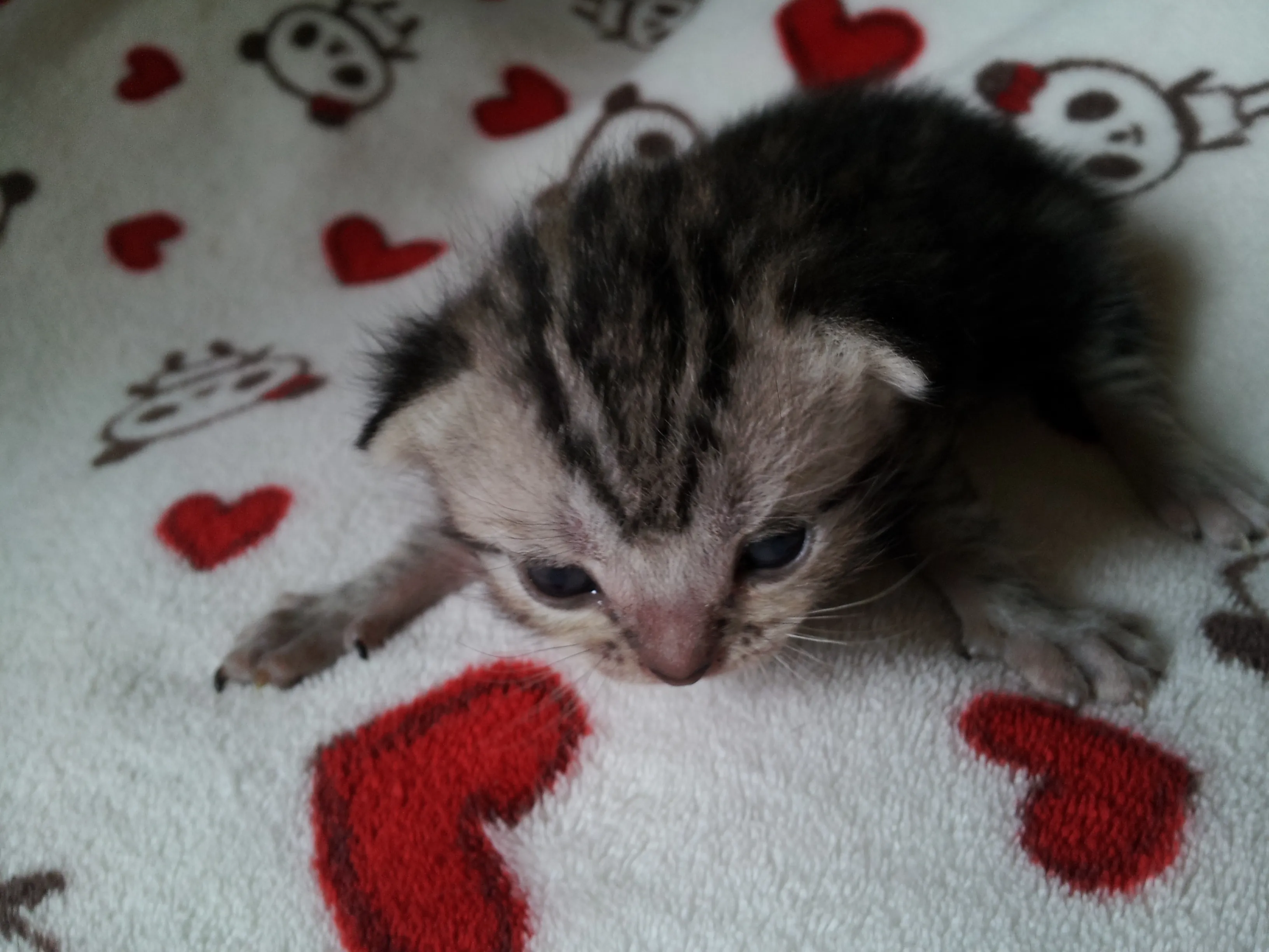 ID：1604-00309の子猫