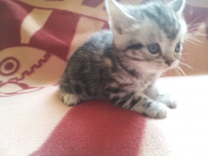 ID:1404-00394の子猫