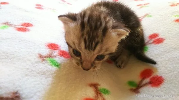 ID：1609-00100の子猫