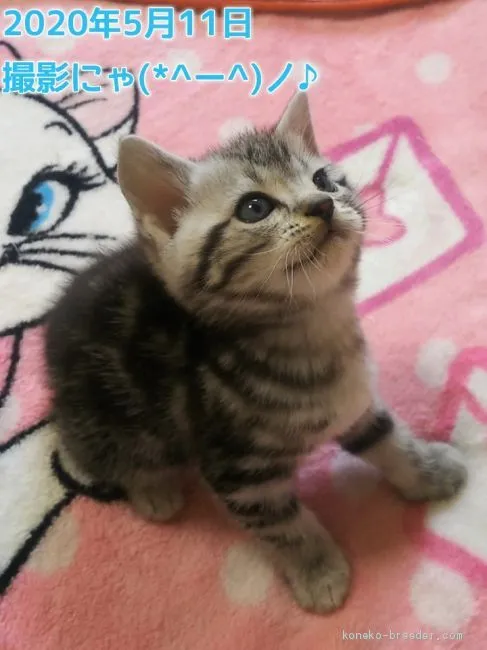 ID：2004-01033の子猫