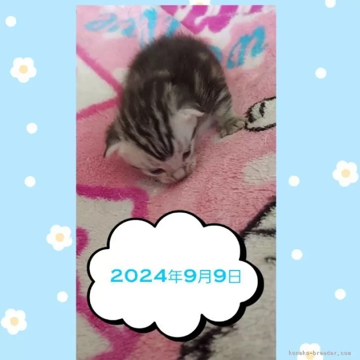 ラムネママ 様のお迎えした子猫