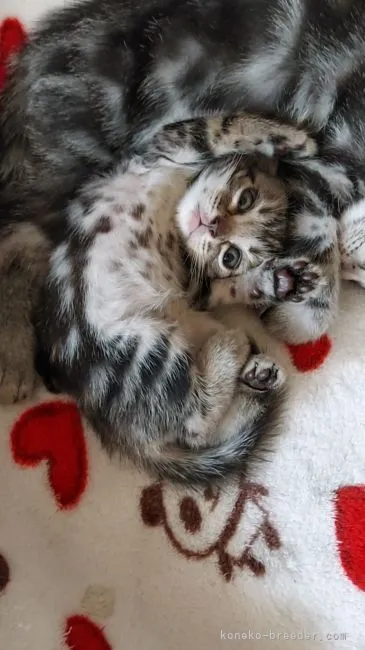 ID:2109-01175の子猫