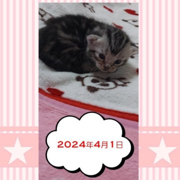 アメリカンショートヘア【鹿児島県・女の子・2024年3月17日・シルバータビー（シルバータビー）】の写真「すくすく成長してます^^」
