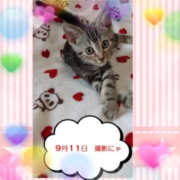アメリカンショートヘア【鹿児島県・女の子・2021年6月22日・シルバータビー（シルバータビー）】の写真「後ろ足の指が一部ありませんが元気です★」