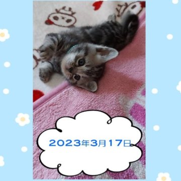 アメリカンショートヘア【鹿児島県・男の子・2023年2月7日・シルバータビー（シルバータビー）】の写真「産まれたばかりです☆」