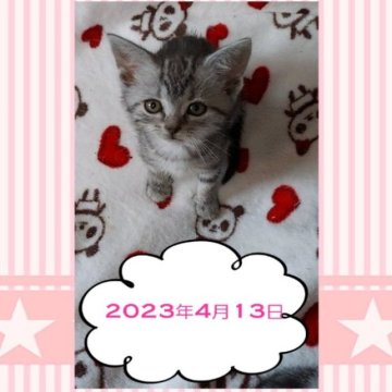 アメリカンショートヘア【鹿児島県・女の子・2023年2月7日・シルバータビー（シルバータビー）】の写真「スクスク成長中です＾＾」