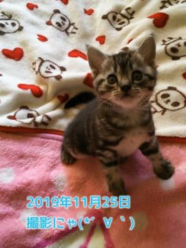 アメリカンショートヘア【鹿児島県・男の子・2019年10月19日・シルバータビー（シルバータビー）】の写真「お目目が開いたばかりです＾＾」