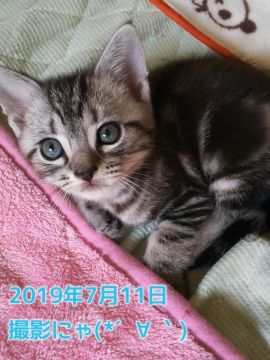 アメリカンショートヘア【鹿児島県・男の子・2019年6月2日・シルバータビー（シルバータビー）】の写真「産まれたばかりで目が開いたばかりです＾＾」