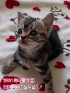 アメリカンショートヘア【鹿児島県・女の子・2021年3月15日・シルバータビー（シルバータビー）】の写真「スクスク成長中です＾＾」