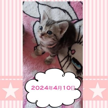 アメリカンショートヘア【鹿児島県・女の子・2024年3月17日・シルバータビー（シルバータビー）】の写真「すくすく成長中です★」