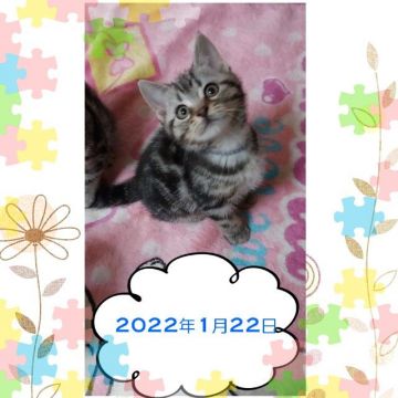 アメリカンショートヘア【鹿児島県・男の子・2021年11月21日・シルバータビー（シルバータビー）】の写真「元気いっぱいな長男です★」