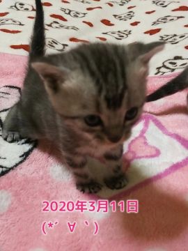 アメリカンショートヘア【鹿児島県・女の子・2020年2月14日・シルバータビー（シルバータビー）】の写真「お目目が開いたばかりです＾＾」