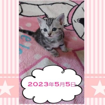 アメリカンショートヘア【鹿児島県・女の子・2023年4月3日・シルバータビー（シルバータビー）】の写真「お目目が開いたばかりです☆」