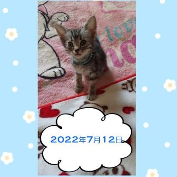 アメリカンショートヘア【鹿児島県・男の子・2022年5月17日・シルバータビー（シルバータビー）】の写真「兄弟の中では小柄なこです＾＾」