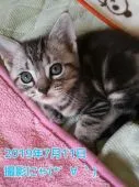 アメリカンショートヘア【鹿児島県・男の子・2019年6月2日・シルバータビー】の写真1「はい、ポーズ☆【７月11日　撮影】」