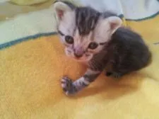 アメリカンショートヘア【鹿児島県・女の子・2015年9月12日・シルバータビー】の写真1「初めてのお外を冒険中です＾＾【画像は１０月４日撮影】」