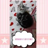アメリカンショートヘア【鹿児島県・女の子・2022年9月29日・シルバータビー】の写真1「美猫に成長中です＾＾【２０２２年１２月１９日】」