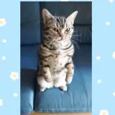 アメリカンショートヘア【鹿児島県・男の子・2022年5月17日・シルバータビー】の写真1「はいポーズにゃ＾＾【２０２３年２月３日】」