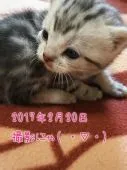 アメリカンショートヘア【鹿児島県・男の子・2017年2月1日・シルバータビー】の写真2「そろそろ歩き回りたいかにゃ～＾＾【２月２０日　撮影】」