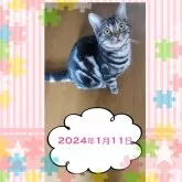 アメリカンショートヘア【鹿児島県・女の子・2023年4月3日・シルバータビー】の写真2「はい、ポーズ＾＾【２０２４年１月１１日】」