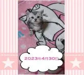 アメリカンショートヘア【鹿児島県・女の子・2023年4月3日・シルバータビー】の写真2「美猫にゃんです＾＾【４月３０日】」