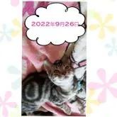 アメリカンショートヘア【鹿児島県・男の子・2022年5月21日・シルバータビー】の写真2「【２０２２年９月２６日】」