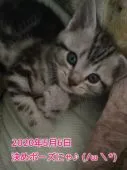 アメリカンショートヘア【鹿児島県・男の子・2020年4月1日・シルバータビー】の写真2「【５月６日　撮影】」