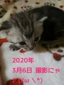 アメリカンショートヘア【鹿児島県・女の子・2020年2月14日・シルバータビー】の写真2「歩くスピードが速くなりました★【２０２０年3月6日】」