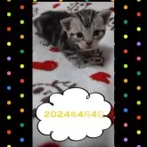 アメリカンショートヘア【鹿児島県・女の子・2024年3月17日・シルバータビー】の写真2「少しづつ周りに興味が出始めてきた？かにゃ＾＾」