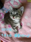 アメリカンショートヘア【鹿児島県・男の子・2019年6月2日・シルバータビー】の写真2「【７月４日　撮影】」