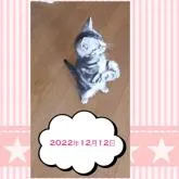 アメリカンショートヘア【鹿児島県・女の子・2022年9月29日・シルバータビー】の写真2「きつねダンスができそうなポーズにゃ？【１２月１２日】」