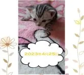 アメリカンショートヘア【鹿児島県・女の子・2023年4月3日・シルバータビー】の写真3「お目目が開いたばかりです＾＾【２０２３年４月２５日】」