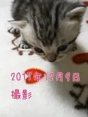 アメリカンショートヘア【鹿児島県・女の子・2017年11月20日・シルバータビー】の写真3「スクスク成長しています^^【12月9日 撮影】」