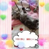 アメリカンショートヘア【鹿児島県・女の子・2021年8月8日・シルバータビー】の写真3「ゴロン～♪【１０月９日】」