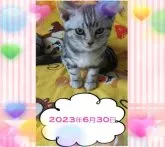 アメリカンショートヘア【鹿児島県・女の子・2023年4月3日・シルバータビー】の写真3「ピンクの輪っかが目印です★【２０２３年６月３０日】」