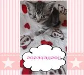 アメリカンショートヘア【鹿児島県・女の子・2023年2月7日・シルバータビー】の写真3「【２０２３年３月２０日】」