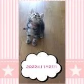 アメリカンショートヘア【鹿児島県・女の子・2022年9月29日・シルバータビー】の写真4「はい！ポーズ＾＾【２０２２年１１月２１日】」