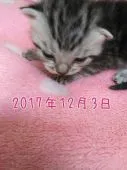 アメリカンショートヘア【鹿児島県・女の子・2017年11月20日・シルバータビー】の写真4「【12月3日 撮影】」