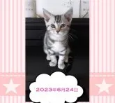 アメリカンショートヘア【鹿児島県・女の子・2023年4月3日・シルバータビー】の写真4「はいポーズ★にゃ＾＾【２０２３年６月２４日】」