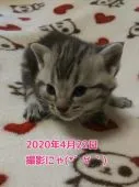 アメリカンショートヘア【鹿児島県・男の子・2020年4月1日・シルバータビー】の写真5「初めての撮影です☆【４月２２日　撮影】」