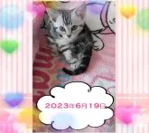 アメリカンショートヘア【鹿児島県・女の子・2023年4月3日・シルバータビー】の写真5「ちょこんとしてる様子＾＾？【２０２３年６月１９日】」