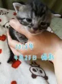 アメリカンショートヘア【鹿児島県・男の子・2018年4月7日・シルバータビー】の写真5「【４月２３日　撮影】」