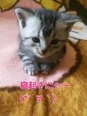 アメリカンショートヘア【鹿児島県・女の子・2020年2月14日・シルバータビー】の写真5「【寝起きです＾＾3月１６日　画像追加】」