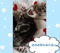 アメリカンショートヘア【鹿児島県・男の子・2025年1月16日・シルバータビー】の写真9「大きなあくび中かにゃ＾＾」