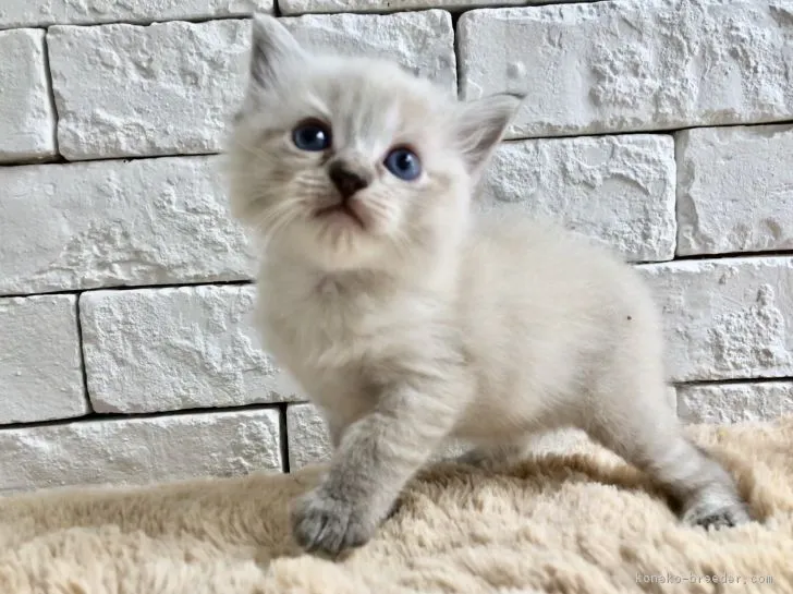 ID:1810-00021の子猫