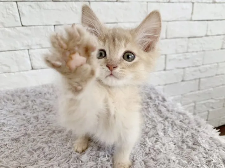 ID：2104-01425の子猫