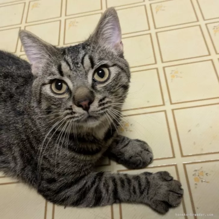 ID:2403-01982の子猫