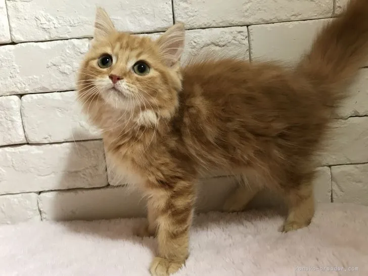 ID:1710-00464の子猫