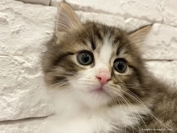 ID：2205-01362の子猫