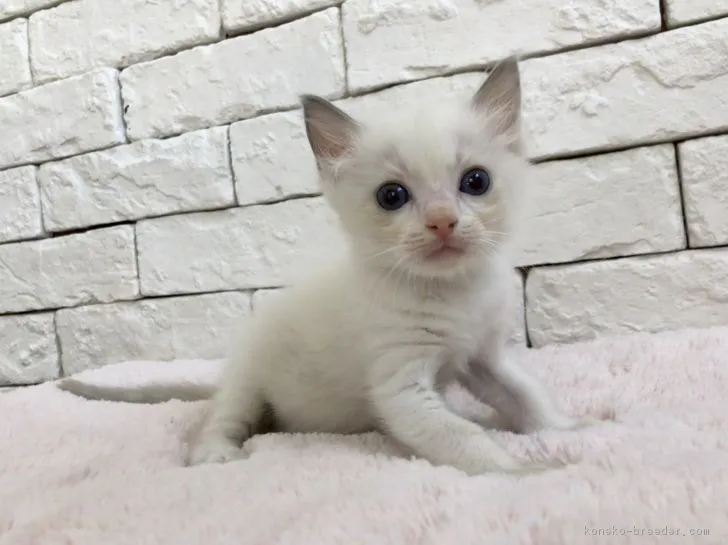 ID:1808-00982の子猫